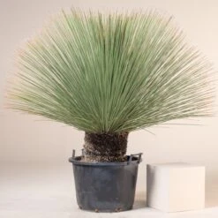 Dasylirion Longissimum -The Palm Centre D 14962 5fbf4710c4743 1