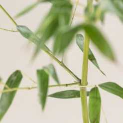 Phyllostachys Bissettii -The Palm Centre E PBI