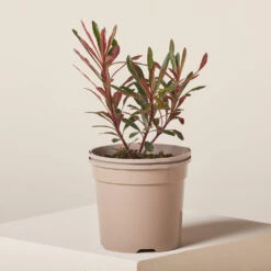 Euphorbia ‘Miner’s Merlot’