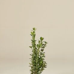 Euonymous Japonicus -The Palm Centre EUJ 60efc81e633bd1