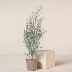 Eucalypyus Gunnii ‘Silverana’