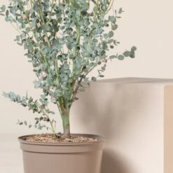 Eucalypyus Gunnii ‘Silverana’ -The Palm Centre EUS 60a9871a16d73