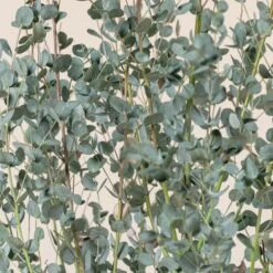 Eucalypyus Gunnii ‘Silverana’ -The Palm Centre EUS 60a9871c33844