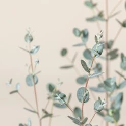 Eucalypyus Gunnii ‘Silverana’ -The Palm Centre EUS 60a9872252529