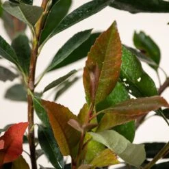 Eriobotrya ‘Coppertone’ -The Palm Centre E 16905 6044bd7ea8e2b