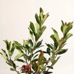 Eriobotrya ‘Coppertone’ -The Palm Centre E 16905 6044bd8228b78