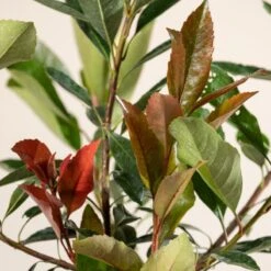 Eriobotrya ‘Coppertone’ -The Palm Centre E 16905 6044bd87e807b