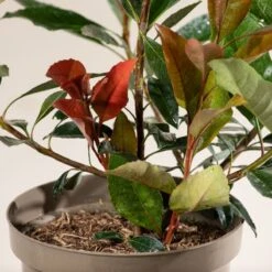 Eriobotrya ‘Coppertone’ -The Palm Centre E 16905 6044bd8a04170