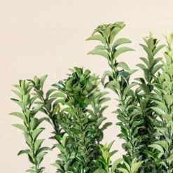 Euonymus Japonicus ‘Benkomasaki’ -The Palm Centre E 17661 5efdc26436268