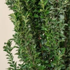 Euonymus Japonicus ‘Benkomasaki’ -The Palm Centre E 17661 5efdc267815b0