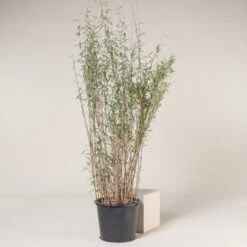 Fargesia Nitida ‘Black Pearl’ -The Palm Centre FBP 30 4 scaled 1