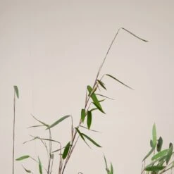 Fargesia Nitida ‘Black Pearl’ -The Palm Centre FBP 30 6 scaled 1