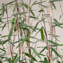 Fargesia Nitida ‘Black Pearl’ -The Palm Centre FBP 30 7 scaled 1