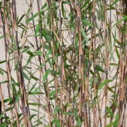 Fargesia Nitida ‘Black Pearl’ -The Palm Centre FBP 30 8 scaled 1