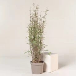 Fargesia Nitida ‘Black Pearl’ -The Palm Centre FBP 9 2 scaled 1