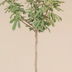 Ficus Carica ‘Brown Turkey’ (full Standard) -The Palm Centre FBT 60a963b001a4f