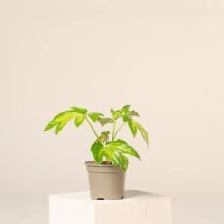 Fatsia Japonica ‘Camouflage’