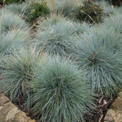 Festuca Glauca ‘Elijah Blue’ -The Palm Centre FEB 1 3 scaled 1