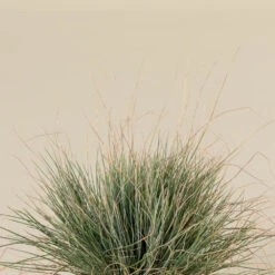 Festuca Glauca ‘Elijah Blue’ -The Palm Centre FEB 2 2