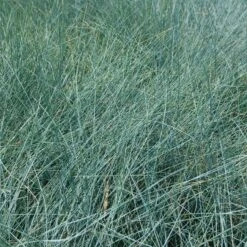 Festuca Glauca ‘Elijah Blue’ -The Palm Centre FEB 2 3 1 scaled 1