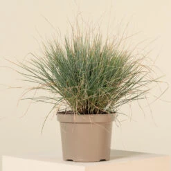 Festuca Glauca ‘Elijah Blue’ -The Palm Centre FEB 2 3