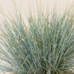 Festuca Glauca ‘Elijah Blue’ -The Palm Centre FEB 2 4