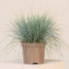Festuca Glauca ‘Elijah Blue’ 2 Festuca Glauca ‘Elijah Blue’ -The Palm Centre FEB 2 5