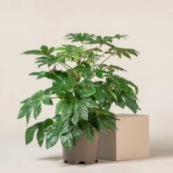 Fatsia Japonica -The Palm Centre FJA 15 1 2 scaled 1