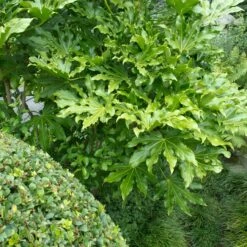 Fatsia Japonica -The Palm Centre FJA 2 scaled 1