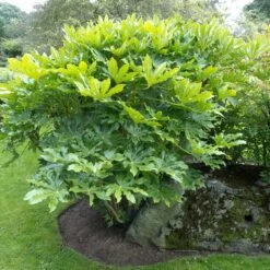 Fatsia Japonica -The Palm Centre FJA 3 scaled 1
