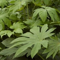 Fatsia Japonica -The Palm Centre FJA 4 2 scaled 1