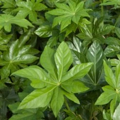 Fatsia Japonica -The Palm Centre FJA 5 scaled 1