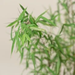 Fargesia Jiuzhaigou 1 -The Palm Centre FJI 2 scaled 1