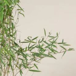 Fargesia Jiuzhaigou 1 -The Palm Centre FJI 4 scaled 1