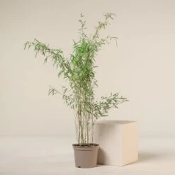 Fargesia Jiuzhaigou 1 -The Palm Centre FJI 5 10 scaled 1