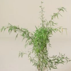 Fargesia Jiuzhaigou 1 -The Palm Centre FJI 5 scaled 1