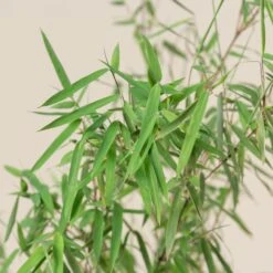 Fargesia Jiuzhaigou 1 -The Palm Centre FJI 6 scaled 1