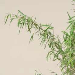 Fargesia Jiuzhaigou 1 -The Palm Centre FJI 7 scaled 1