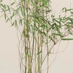 Fargesia Jiuzhaigou 1 -The Palm Centre FJI 9 scaled 1