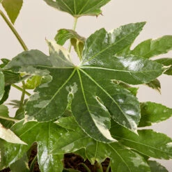 Fatsia Japonica ‘Variegata’ -The Palm Centre FJV 61995251639a2