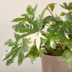 Fatsia Japonica ‘Variegata’ -The Palm Centre FJV 61995253bb3c2
