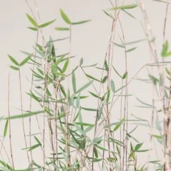 Fargesia Jiuzhaigou ‘Deep Purple’ -The Palm Centre FPU 2 scaled 1