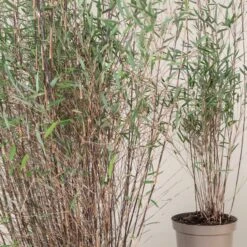 Fargesia Jiuzhaigou ‘Deep Purple’ -The Palm Centre FPU 3 scaled 1