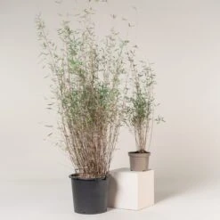 Fargesia Jiuzhaigou ‘Deep Purple’