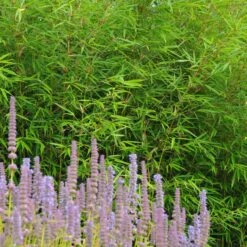 Fargesia Robusta ‘Campbell’ -The Palm Centre FRC 1 scaled 1