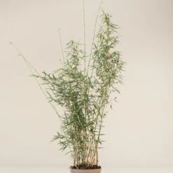 Fargesia Robusta ‘Campbell’ -The Palm Centre FRC 2 scaled 1