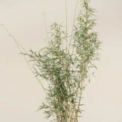 Fargesia Robusta ‘Campbell’ -The Palm Centre FRC 3 scaled 1