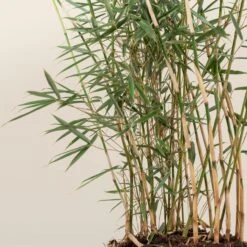 Fargesia Robusta ‘Campbell’ -The Palm Centre FRC 4 scaled 1