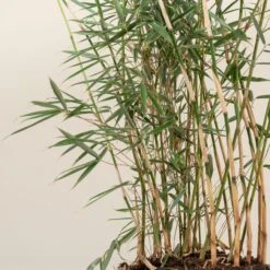 Fargesia Robusta ‘Campbell’ -The Palm Centre FRC 5 scaled 1