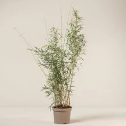 Fargesia Robusta ‘Campbell’ -The Palm Centre FRC 6 scaled 1